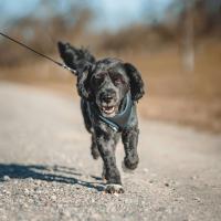 Urban Design Group Events Urban Design Dog Walk: Oxford (Bicester)