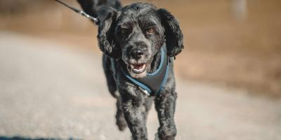 Urban Design Group Events Urban Design Dog Walk: Oxford (Bicester)